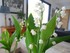 Photos du muguet n°3