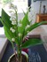 Photos du muguet n°3