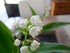 Photos du muguet n°3