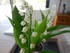 Photos du muguet n°3