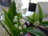 Photos du muguet n°3