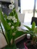 Photos du muguet n°3