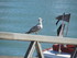 Les mouettes de l'Île d'Olér