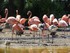 Les flamants roses