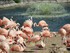 Les flamants roses