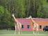 Les girafes (photos n°1)