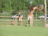 Les girafes (photos n°1)