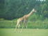 Les girafes (photos n°2)