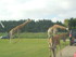 Les girafes (photos n°2)