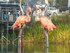 les Flamants roses