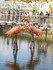 les Flamants roses