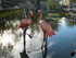 les Flamants roses