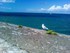 La mouette de Saint-Martin en 