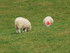 Les moutons Iralandais