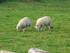 Les moutons Iralandais