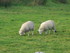 Les moutons Iralandais