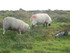 Les moutons Iralandais