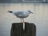 Les mouettes de Cobh (en Irlan