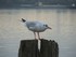 Les mouettes de Cobh (en Irlan