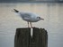 Les mouettes de Cobh (en Irlan