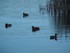 Les canards et cygnes du Lac K