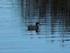 Les canards et cygnes du Lac K