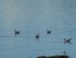 Les canards et cygnes du Lac K