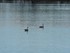 Les canards et cygnes du Lac K