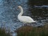 Les canards et cygnes du Lac K