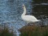 Les canards et cygnes du Lac K