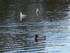 Les canards et cygnes du Lac K