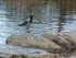 Les canards et cygnes du Lac K