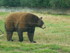 L'Ours Baribal