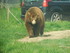 L'Ours Baribal