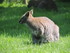 Le Wallaby de Bennett 1/2