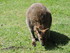 Le Wallaby de Bennett 1/2