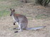 Le Wallaby de Bennett 2/2