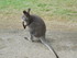 Le Wallaby de Bennett 2/2