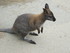 Le Wallaby de Bennett 2/2