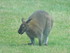 Le Wallaby de Bennett 2/2