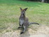 Le Wallaby de Bennett 2/2