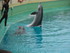 Le spectacle de dauphins