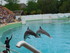 Le spectacle de dauphins