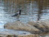 L'Oiseau du Lac de Killarney