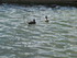 Les canards du port d'Andratx