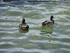 Les canards du port d'Andratx