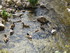 Les canards du port de Soller