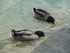 Les canards du port de Soller