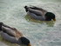 Les canards du port de Soller