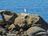 La mouette de l'Île d'Yeu